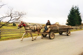 Romanian Gypsy