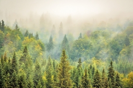Mist Rising