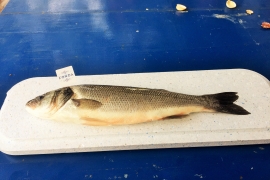 Fresh Fish